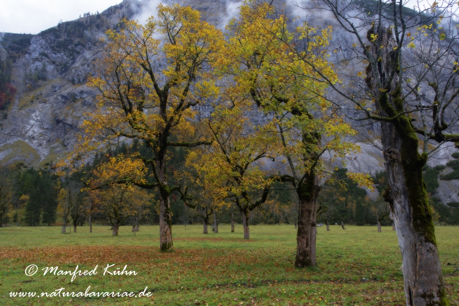 Großer Ahornboden (Österreich)_0076