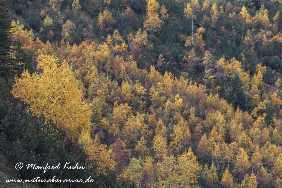 Kleiner Ahornboden (Oesterreich)_0028