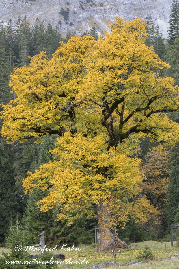 Kleiner Ahornboden (Oesterreich)_0039