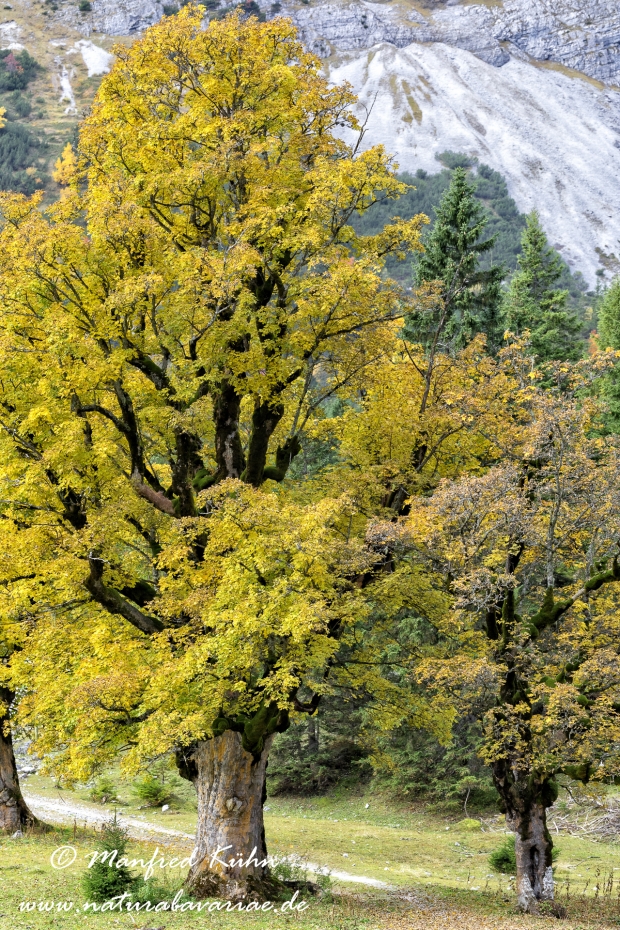 Kleiner Ahornboden (Oesterreich)_0041