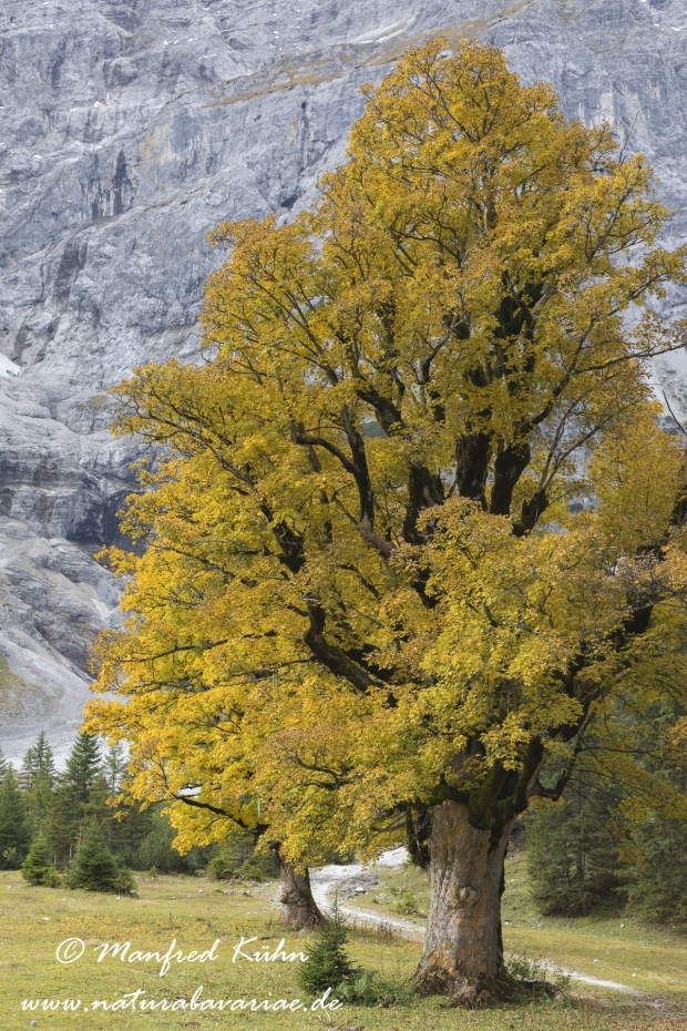 Kleiner Ahornboden (Oesterreich)_0043