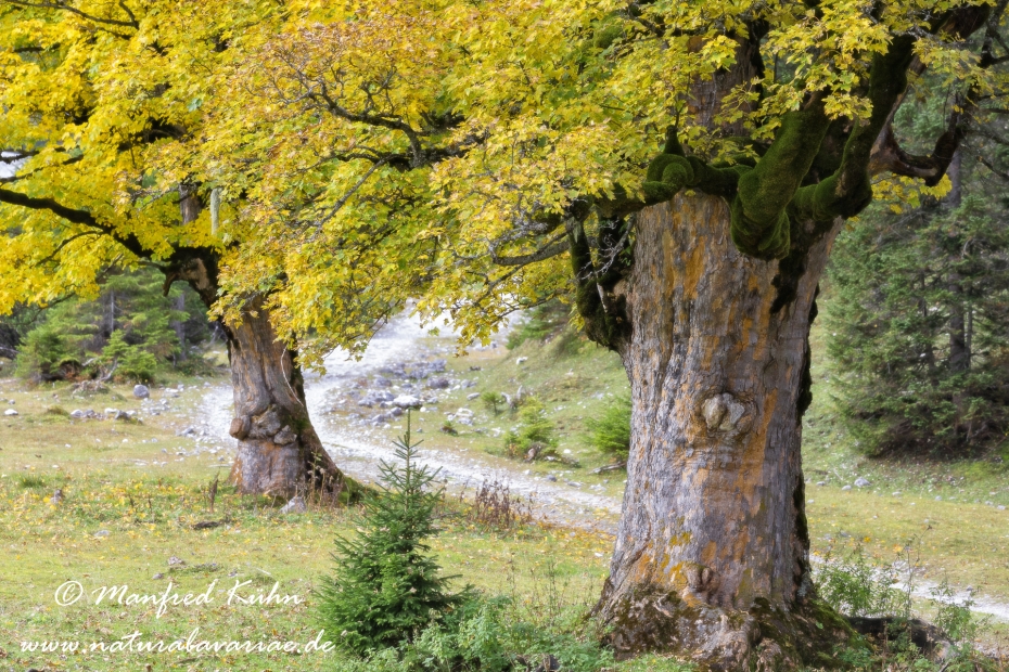 Kleiner Ahornboden (Oesterreich)_0045