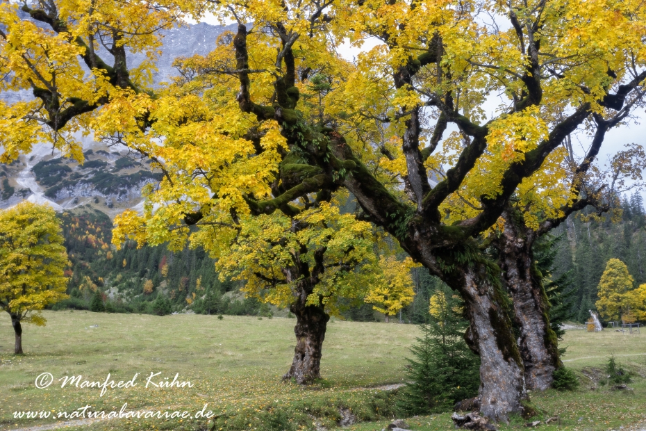Kleiner Ahornboden (Oesterreich)_0046