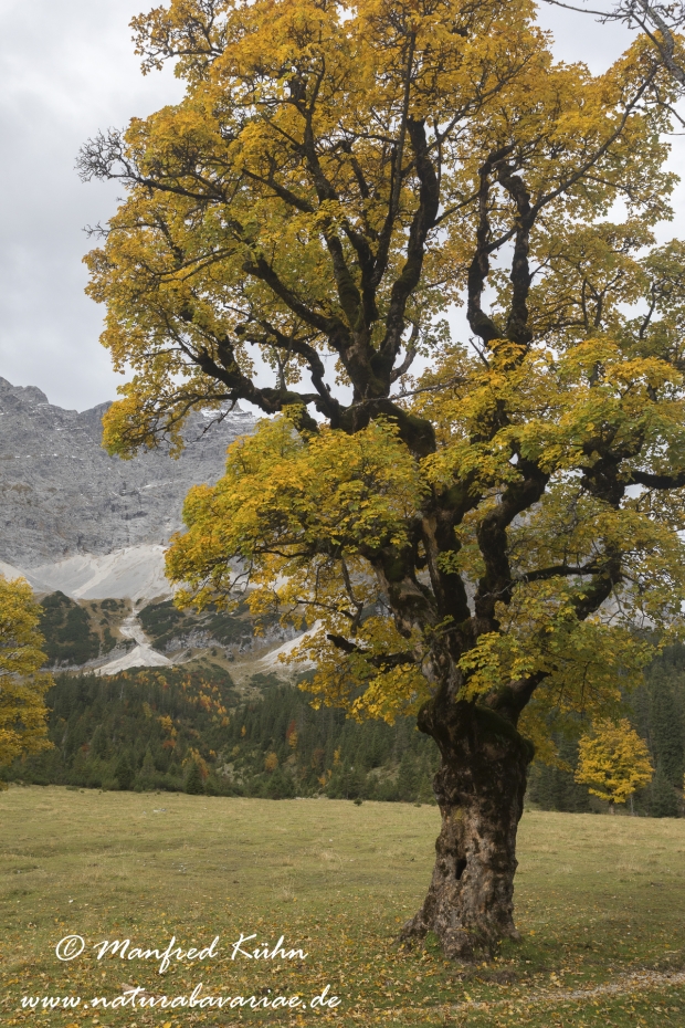Kleiner Ahornboden (Oesterreich)_0049