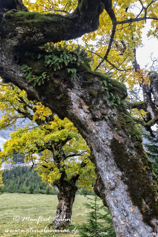 Kleiner Ahornboden (Oesterreich)_0053