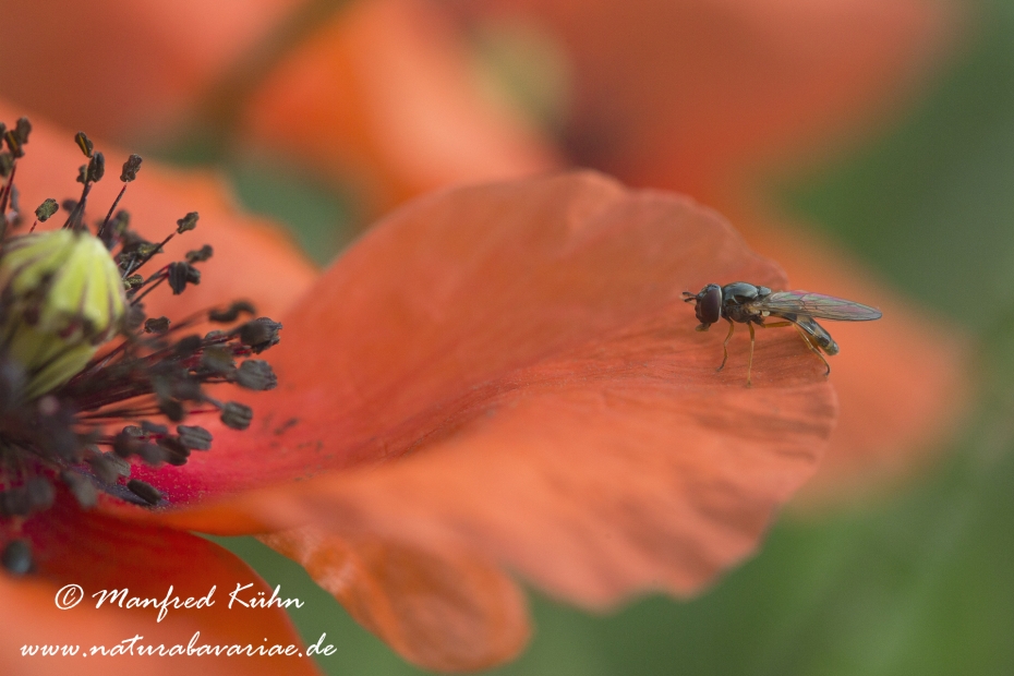 Blattlausschwebfliege (Helle)_0001
