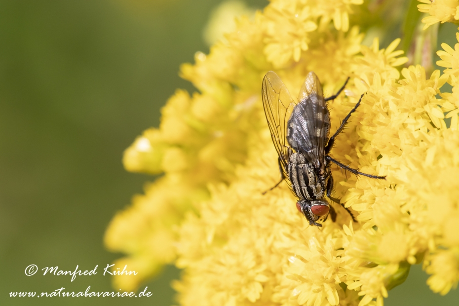 Fleischfliege (graue)_0010