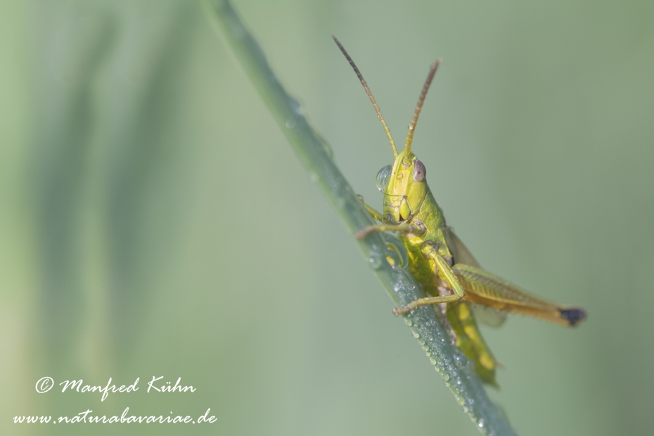 Goldschrecke (Kleine)_0002