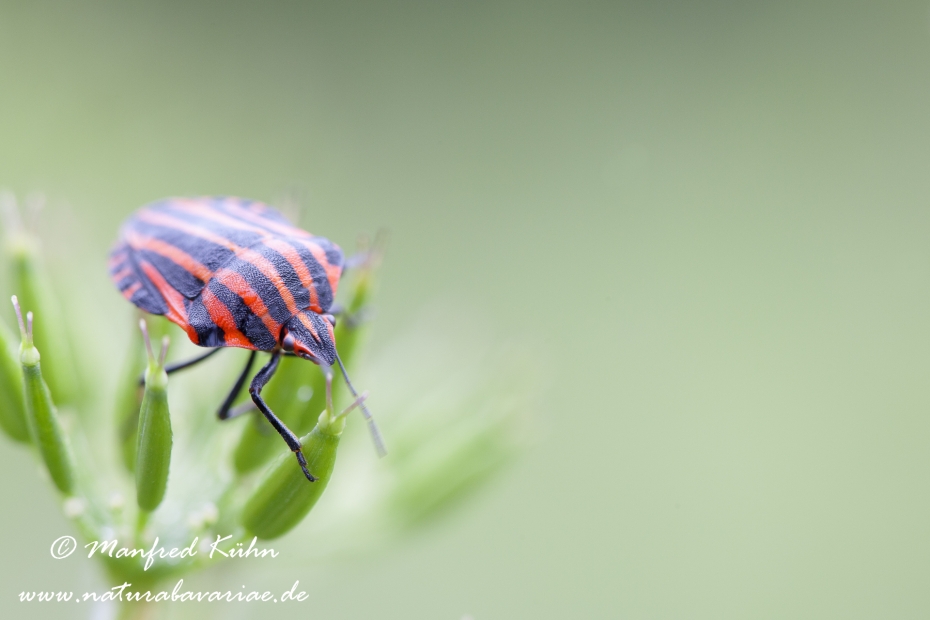 Streifenwanze ()_0002