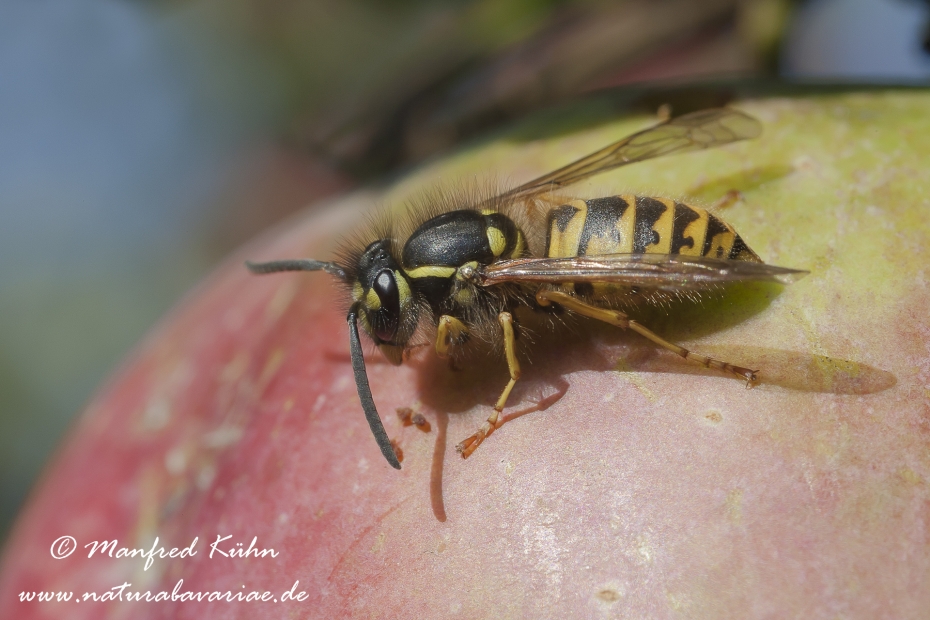 Wespe (Gemeine)_0005