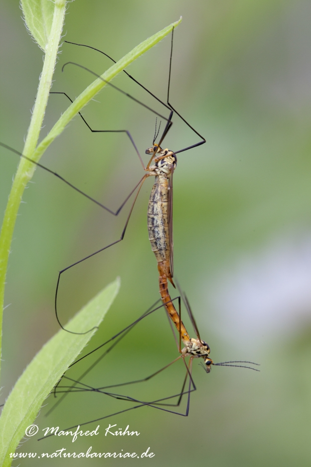 Schnake (Wiesen-)_0003