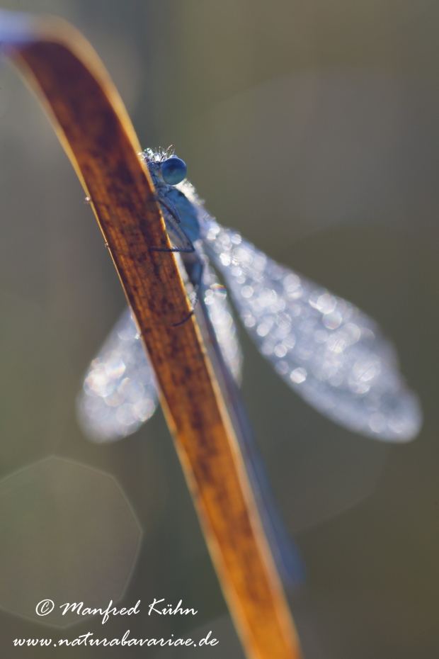 Azurjungfer (Gegenlicht)_0013