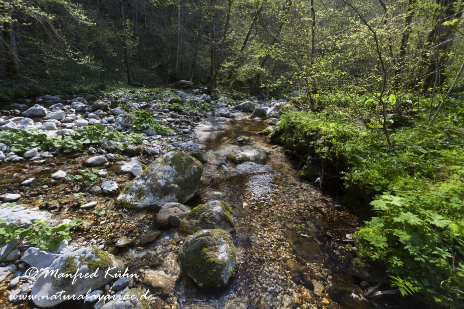 Kozjak-Faelle (Slowenien)_0007