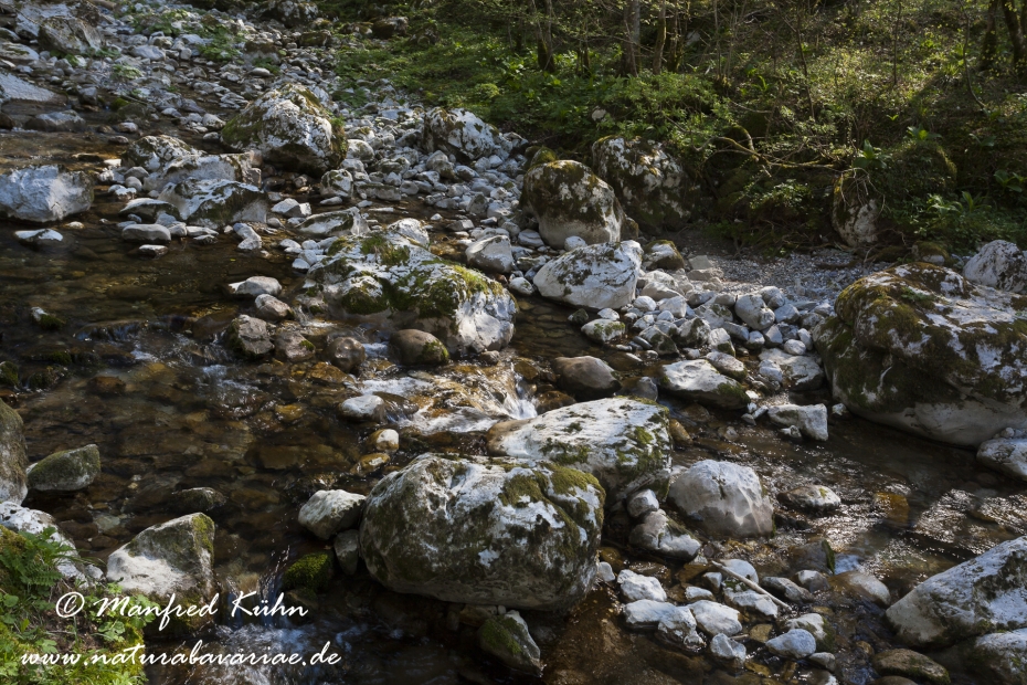 Kozjak-Faelle (Slowenien)_0008