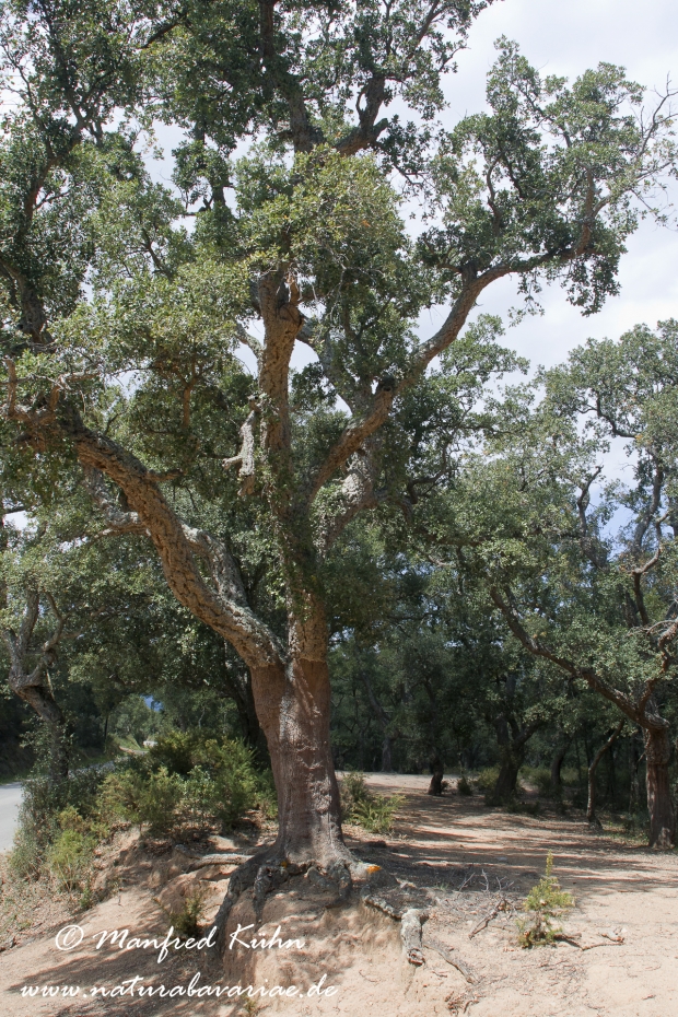 Costa_Brava (Spanien)_2691