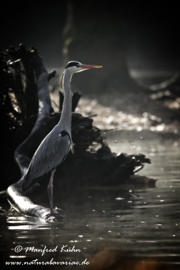 Graureiher ()_0038