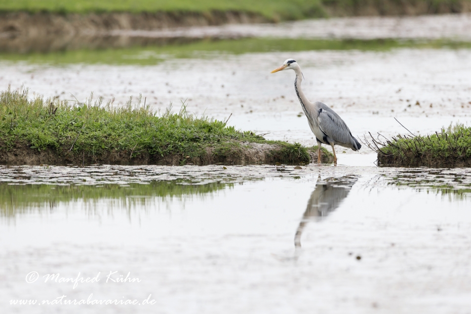 Graureiher ()_0052
