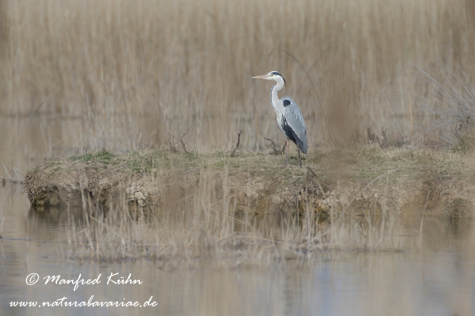 Graureiher ()_0085