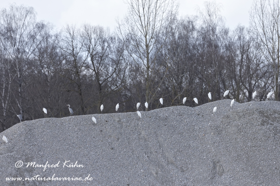 Silberreiher ()_0042