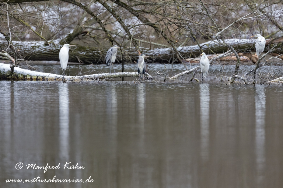 Silberreiher ()_0046
