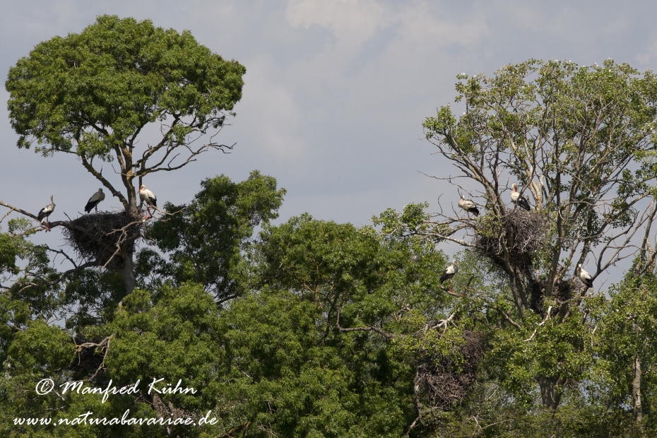 Weissstorch ()_0034