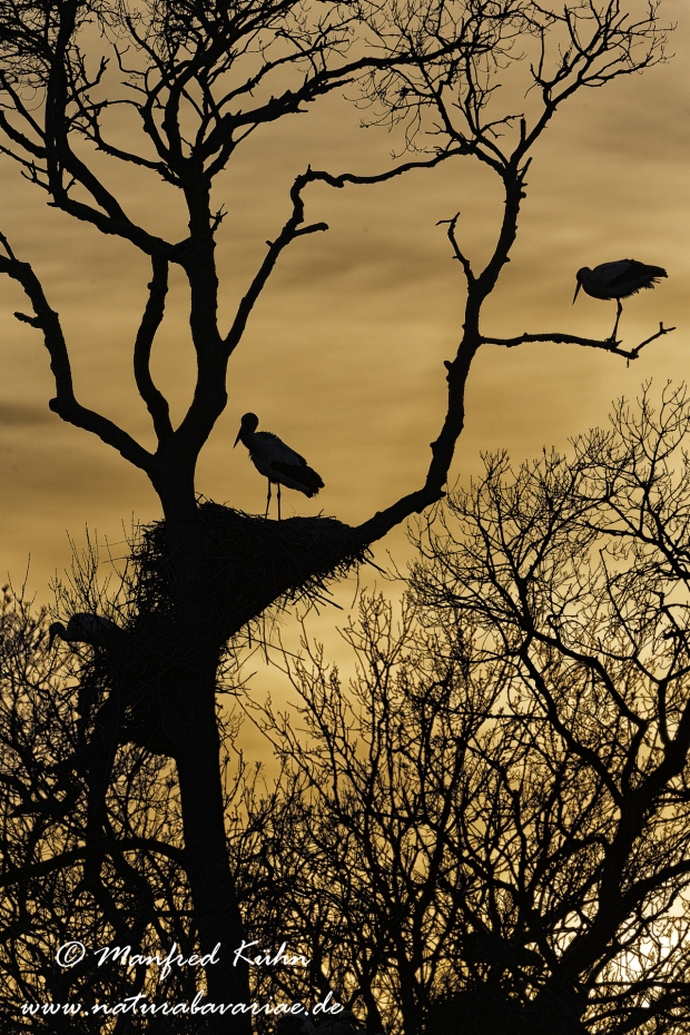 Weissstorch ()_0067