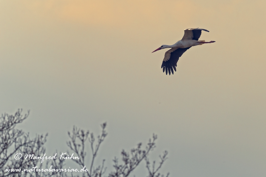 Weissstorch ()_0068
