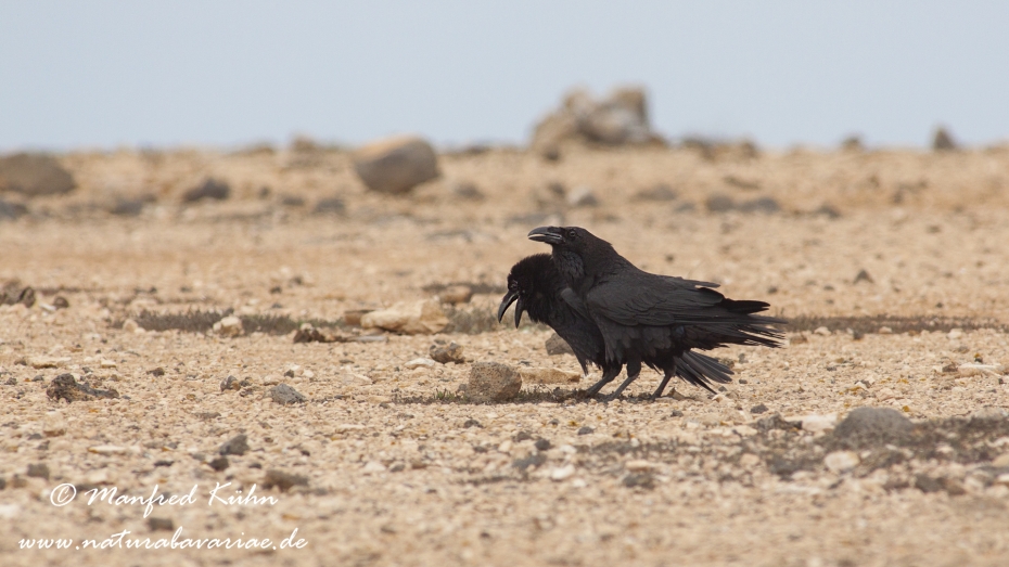 Kolkrabe (Fuerteventura)_0003