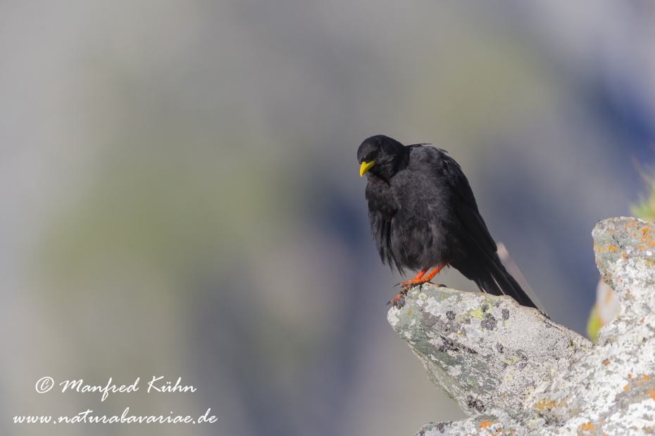 Alpendohle ()_0014