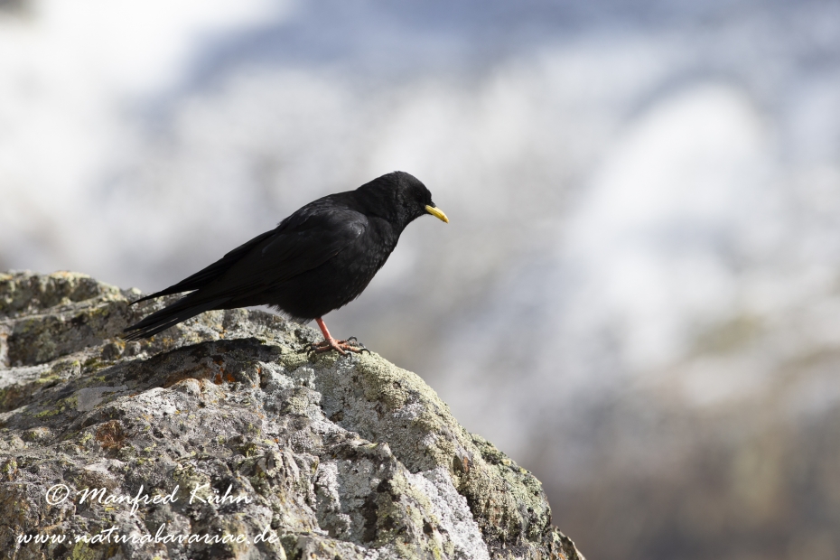 Alpendohle ()_0045