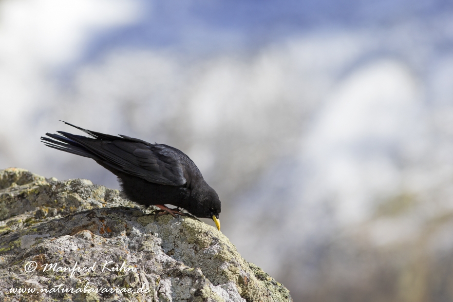 Alpendohle ()_0047