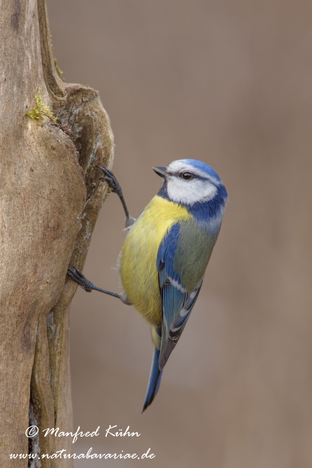 Blaumeise ()_0001