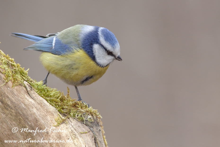 Blaumeise ()_0002
