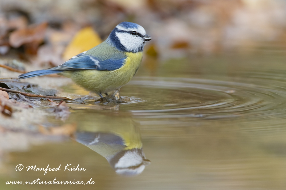 Blaumeise ()_0010