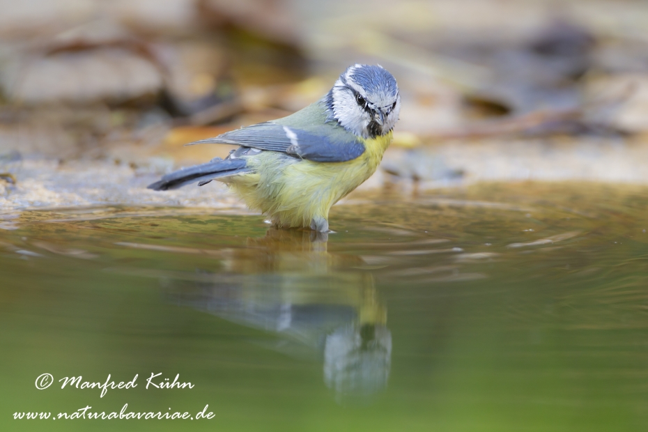 Blaumeise ()_0019
