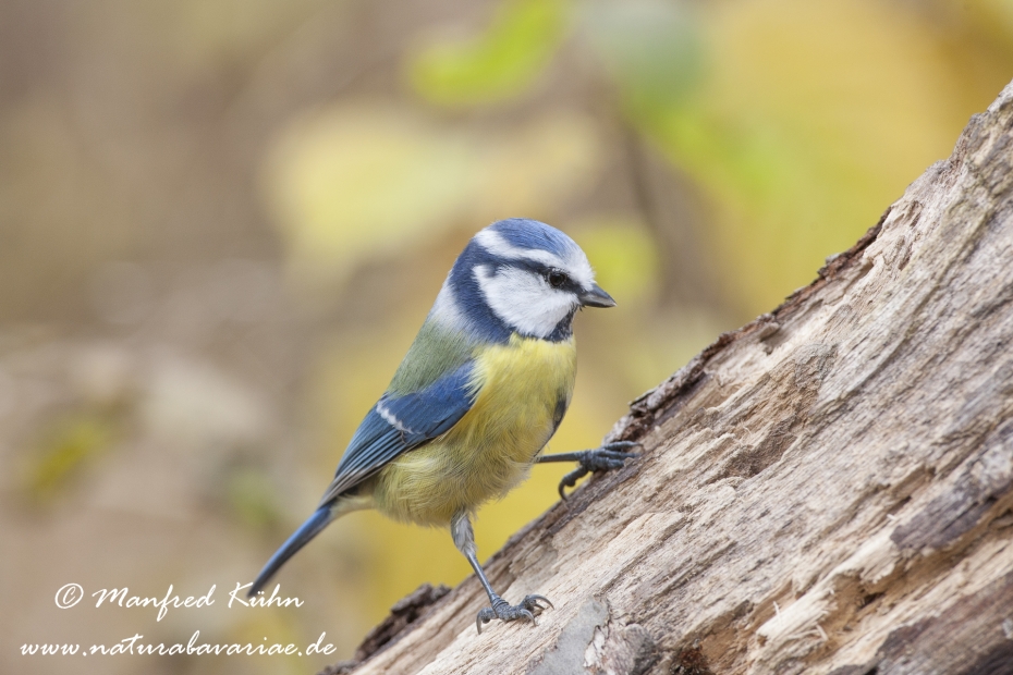 Blaumeise ()_0022