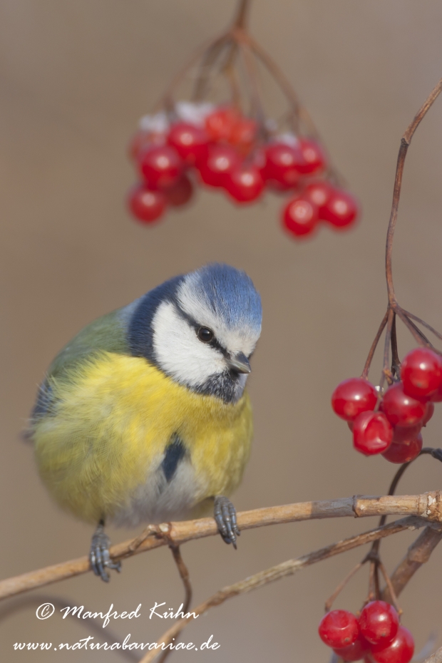 Blaumeise ()_0039