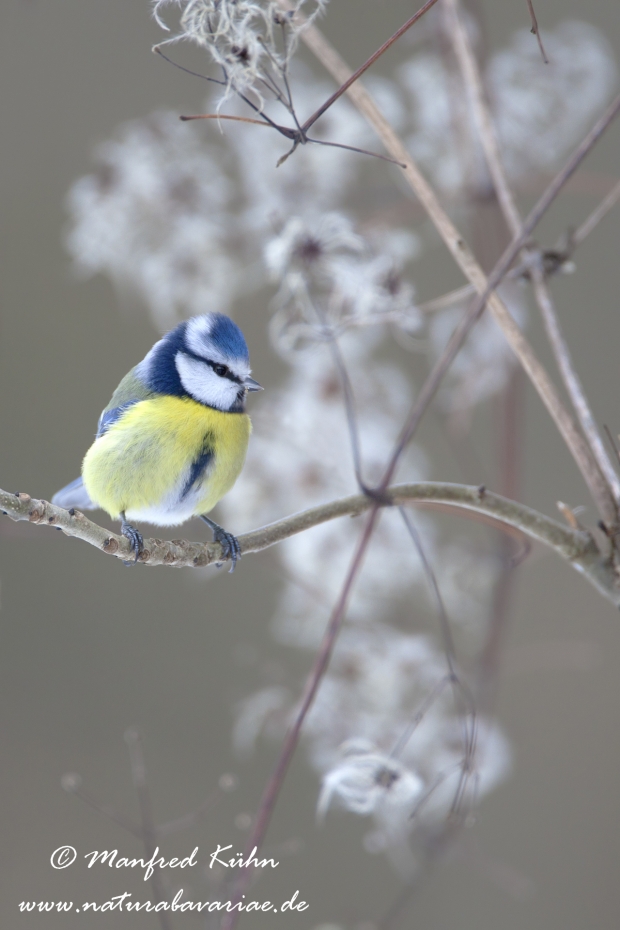Blaumeise ()_0046