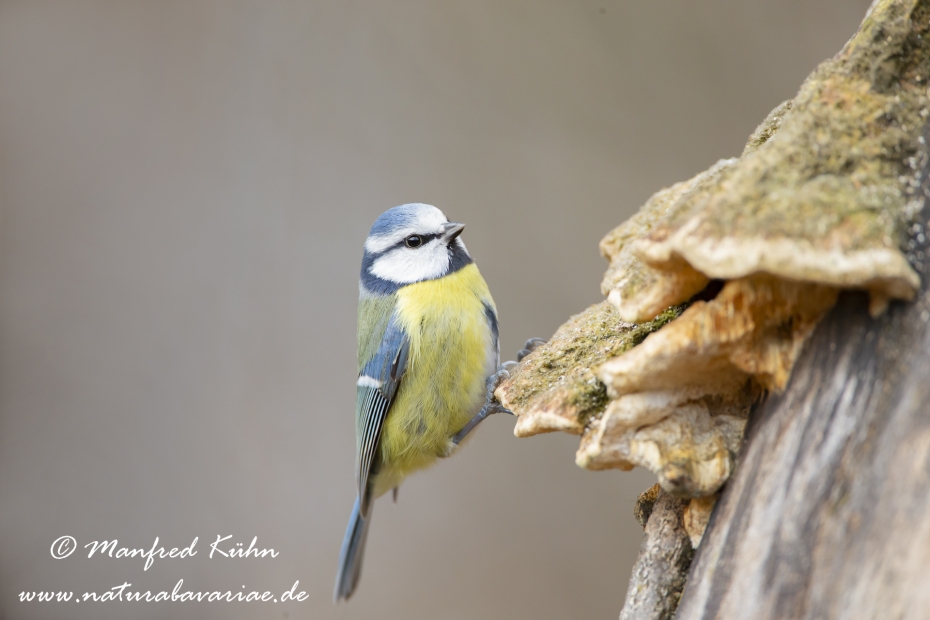 Blaumeise ()_0047