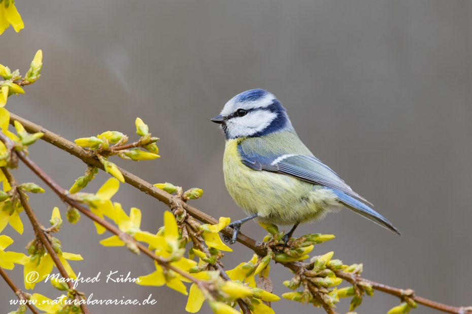 Blaumeise ()_0060