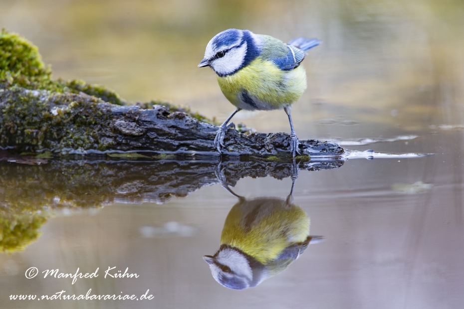 Blaumeise ()_0064