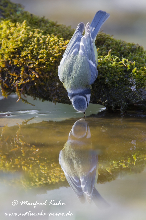 Blaumeise ()_0066