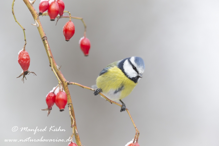 Blaumeise ()_0077