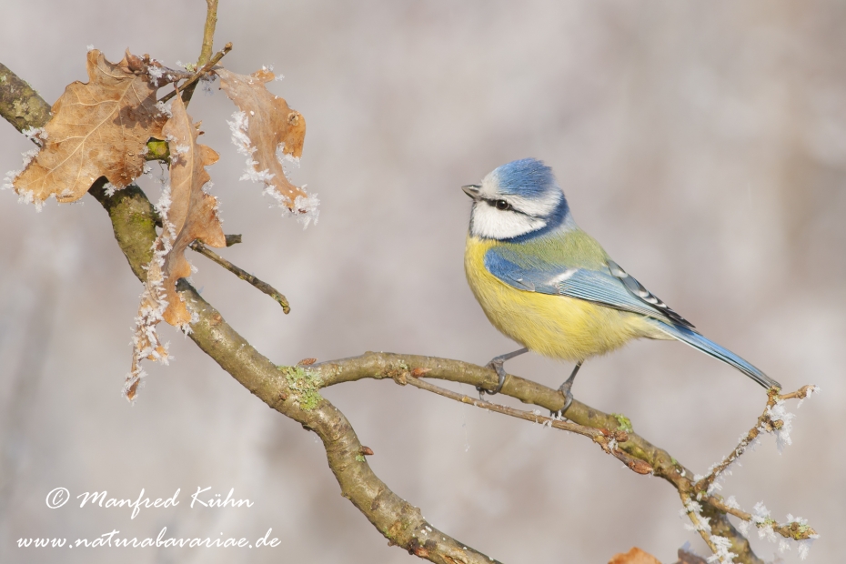 Blaumeise ()_0080