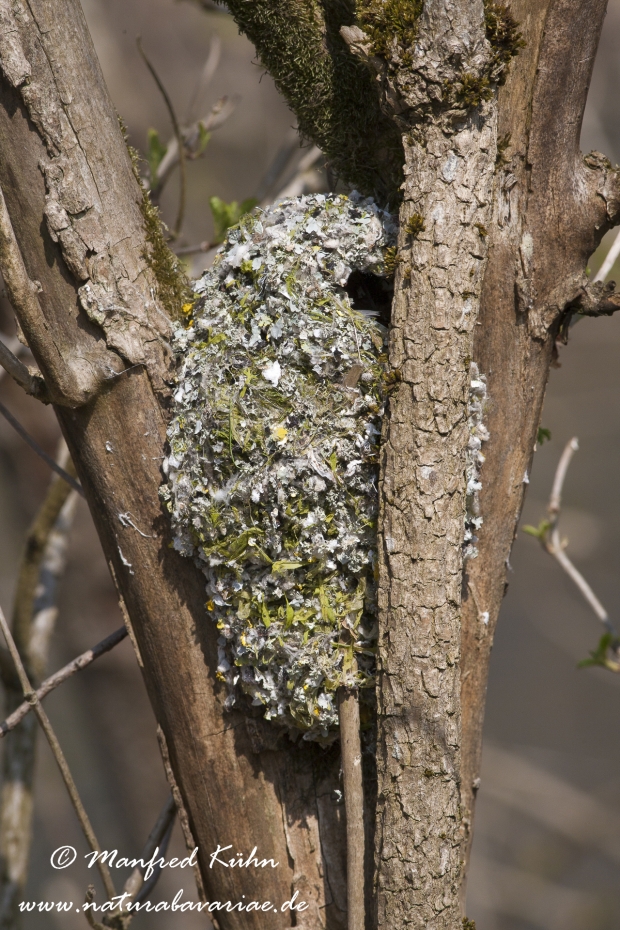 Schwanzmeise ()_0002