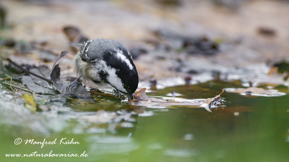 Tannenmeise ()_0039