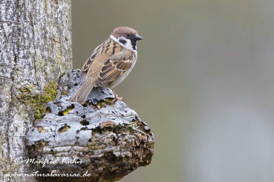 Feldsperling ()_0004