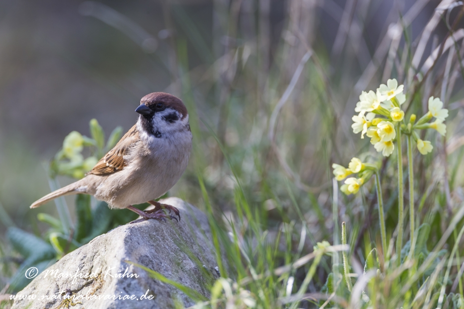 Feldsperling ()_0020