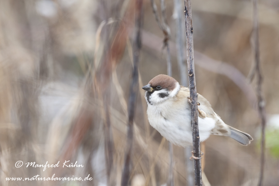 Feldsperling ()_0067