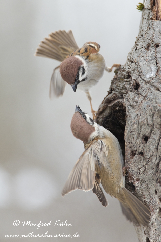 Feldsperling ()_0133